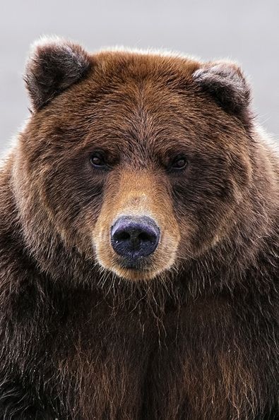 Grizzly Bear close-up. Appaloosa, Photo Ours, Dekoratívne Vence, Regnul Animal, Photo Animaliere, Love Bear, Bear Art, Grizzly Bear, Animal Faces