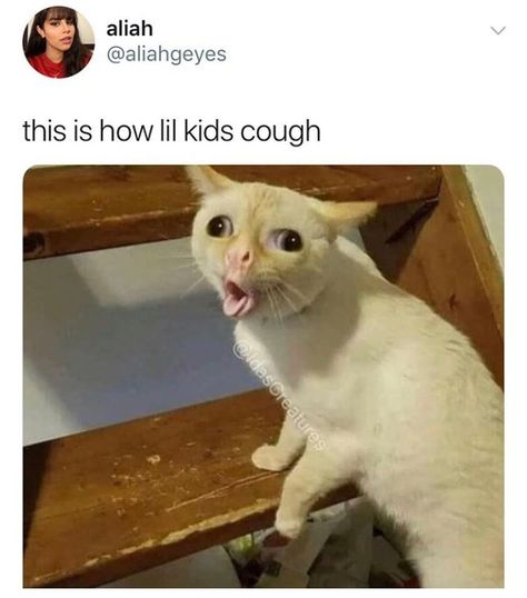 She's not wrong Cat Coughing, Jenaka Kelakar, Kids Cough, Haiwan Lucu, Funny Animal Jokes, 웃긴 사진, Kid Memes, Crazy Funny Memes, Funny Cat Memes