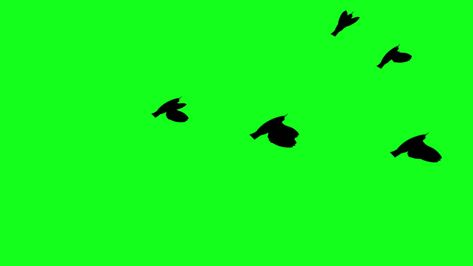 Flying birds green screen free video Tree Saw, Flying Birds, Cityscape Photos, Logo Banners, Screen Free, Nature Backgrounds, Background Banner, Birds Flying, Green Screen