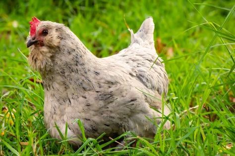 If you are interested in raising chickens, you might have come across the terms Americana and Ameraucana. While these two breeds of chickens may look similar, they are, in fact, different in several ways. In this post, we will dive into the differences between Americanas and Ameraucanas. Americana Chickens Eggs, White Chicken Breeds, Best Laying Hens, Blue Chicken Eggs, Americana Chickens, Chicken Breeds For Eggs, Rare Chicken Breeds, Ameraucana Chicken, Easter Eggers