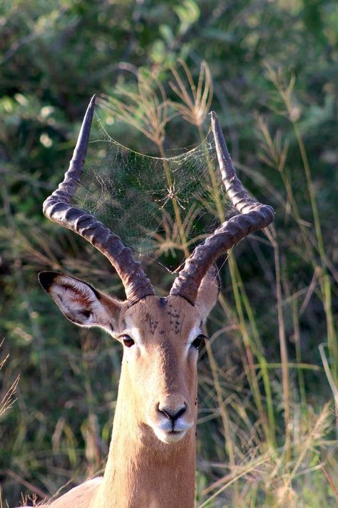 20 Pics That Prove Nature Always Has Something to Show Us Drawing Faces, Drawing Hands, Africa Nature, Crazy Nature, Quotes Light, Crafts Animals, Aesthetic Forest, Animals Pictures, Symbiotic Relationships