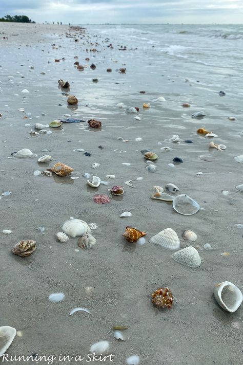California Sea Shells, Florida Shelling Beaches, Shell Hunting Aesthetic, Shelling In Florida, Seashell On Beach, Sea Shells On The Beach, Best Shelling Beaches, Shells Aesthetic, Sanibel Island Shells