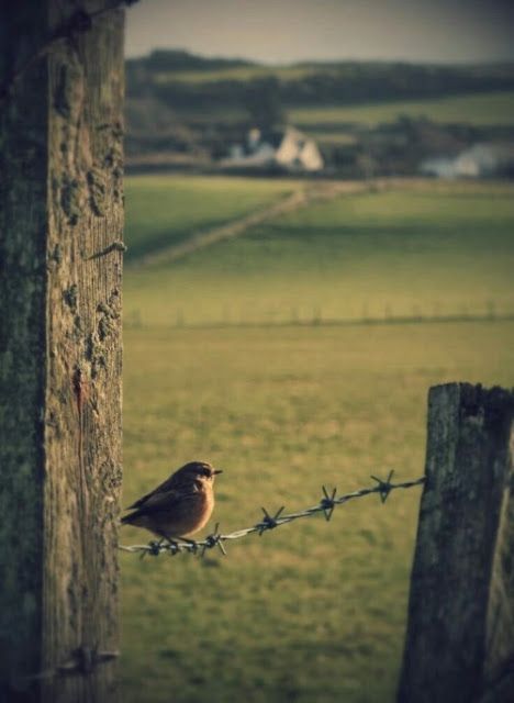 Bird on Barbed Wire | Content in a Cottage Country Life, Belle Nature, Country Scenes, Backyard Fences, Alam Semula Jadi, Green Gables, Little Birds, 인물 사진, Farm Life