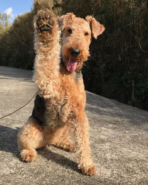 Airedale Terrier (@airedaleterrier.love) • Instagram photos and videos Welsh Terrier, Airedale Terrier Aesthetic, Airedale Terrier Puppy, Airdales Puppies, Airedale Puppy, Airedale Terrier Puppies, Airdale Terrier, Airedale Dogs, Airedale Terriers