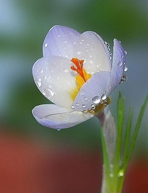 The Colors of Life Exotic Flowers, Crocus Flower, 수채화 그림, Dew Drops, Morning Flowers, Good Morning Flowers, Flower Beauty, Beautiful Blooms, Flower Pictures