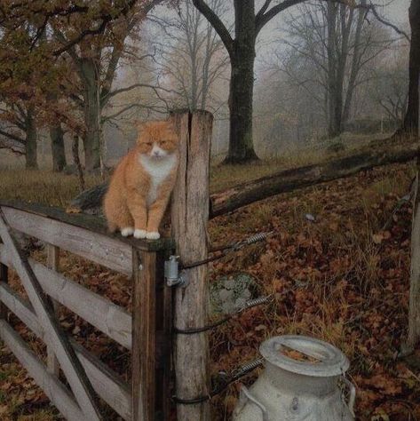 Dark Academia Widget, Fall Cats, Autumn Magic, Iphone Wallpaper Fall, Dark Autumn, Halloween Wallpaper Iphone, Theme Background, Cozy Aesthetic, Orange Cats