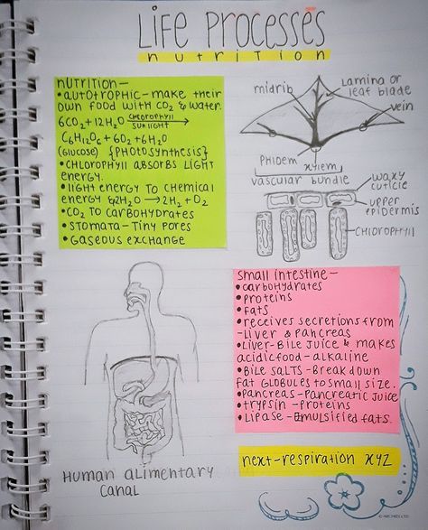 Biology Life Process Notes, Class 10 Biology Notes Life Processes, Protein Biology Notes, Class 10 Bio Notes Life Process, Class 10 Cbse Notes Aesthetic, Class 10 Bio Notes, Life Processes Biology Notes Class 10, Biology Class 10 Notes, Class 10 Life Processes Notes