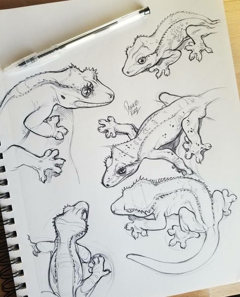 Crested gecko Lizards, Animal Drawings Sketches, Crested Gecko, Cartoon Drawing, Cross Patterns, Animal Sketches, Arte Animal, Art Drawings Sketches Simple, Sketchbook Art Inspiration