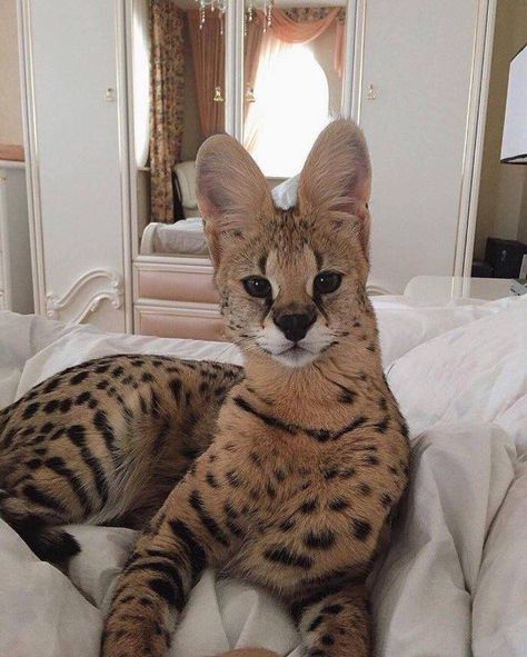 Serval Cats, Dream's Cat, Exotic Cats, Image Chat, Savannah Cat, Photo Chat, Cute Kittens, Pretty Cats, Exotic Pets