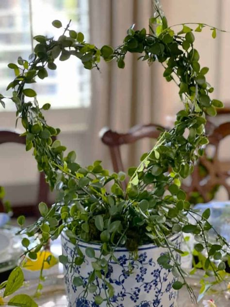 Indoor Topiary, Roll With Cream Cheese Filling, Ivy Topiary, Live Topiary, Heart Wreath Diy, Topiary Centerpieces, Outdoor Topiary, Topiary Diy, Boxwood Balls