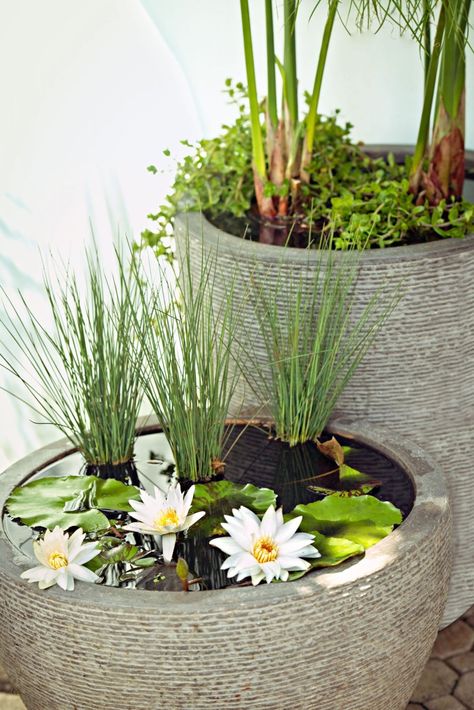 With a large container, bricks and a nursery trip, you can create a romantic, miniature water lily garden in an afternoon. Lily Pond Garden, Water Lily Container Garden, Water Lily In Pot, Water Container Garden, Water Garden Indoor, Pond In A Pot, Backyard Garden Landscaping, Tanaman Air, Water Garden Plants