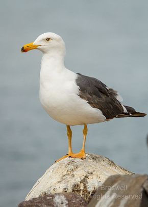 Yellow-footed Gull (Larus livens) - La Paz (Baja) Harbor Birds | Show Me Nature Photography Jackdaw, Check Painting, Sea Gulls, Fall Photography Nature, Landscape Photography Nature, Nature Posters, Bird Supplies, Animal Projects, Sea Birds