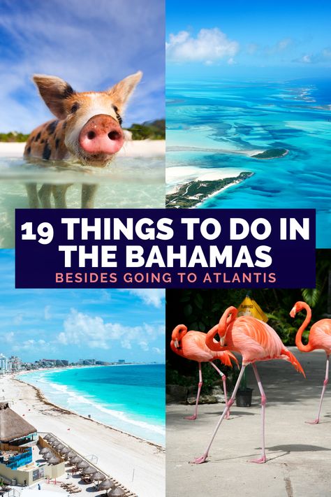 Costa Rica, Freeport Bahamas Things To Do, Snorkeling In Bahamas, Princess Cays Bahamas Things To Do, Margaritaville Nassau Bahamas, Things To Do In Bahamas Nassau, The Royal Atlantis Bahamas, Bahamas Things To Do, Nassau Bahamas Things To Do Cruises