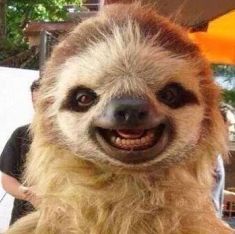 Baby Sloth, Funny Sloth Pictures, Cute Sloth Pictures, Smiling Animals, Silly Photos, Sloths Funny, Baby Animals Pictures, Cute Sloth, Silly Animals