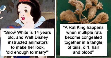 Someone Asked "What Is A Fun Fact That Is Mildly Disturbing?" And 35 People Delivered | Bored Panda Disturbing Facts, Silly Facts, Rat King, Spooky Things, Wives Tales, Curious Creatures, Creative Writing Prompts, Anne Frank, Clown Fish