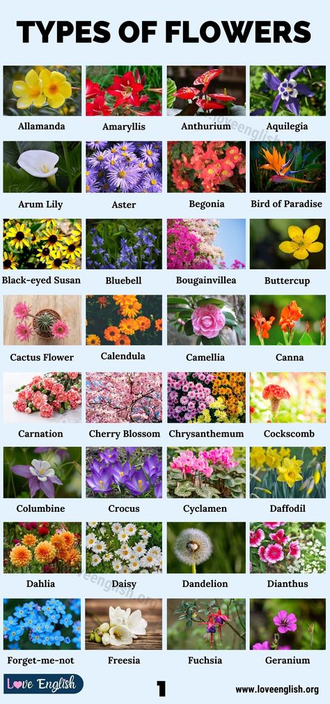 All Flowers Name, Pretty Flower Names, Types Of Lilies, Kinds Of Flowers, Different Kinds Of Flowers, Flower Chart, Arum Lily, Visual Dictionary, The Language Of Flowers