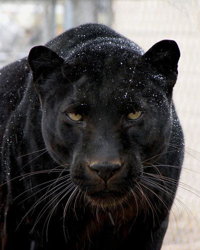 Black Jaguar Animal, Black Panther Cat, Panther Pictures, Tattoos Anime, Panther Cat, Aesthetic Animals, Jaguar Animal, Tattoo Animal, Tiger Pictures