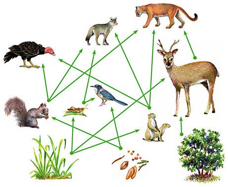 Food Webs The energy and nutrient connections in nature are more accurately shown by a food web than by a food chain. A  food web  is a diagram that shows the feeding relationships between...  An example of a food web Food Chain Worksheet, Food Web Worksheet, System Thinking, Trophic Level, Food Webs, Forest Ecosystem, Relationship Images, Systems Thinking, Earth And Space Science