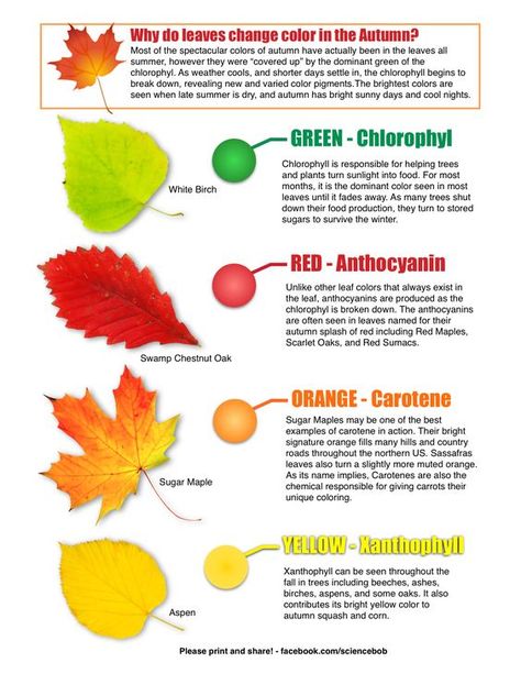 Leaf colors ~ Red, orange, & yellow are present in leaves at all times. During the growing season green chlorophyll dominates, until it begins to break down in the fall allowing the other pigments to be seen. #anthocyanin #carotene #xanthophyll #autumn Cells Worksheet, Fall Science, Kid Science, Tree Study, Kid Experiments, Fall Coloring Pages, Easy Science Experiments, Plant Science, Easy Science