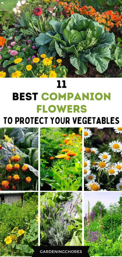 11 Best Flowers To Plant In Your Vegetable Garden To Keep Crops Healthy And Pest-Free Flowers For Garden Pest Control, Companion Flowers For Vegetable Garden, Plant Advice, Pest Control Plants, Common Garden Plants, Companion Gardening, Garden Companion Planting, Vegetable Harvest, Bush Beans