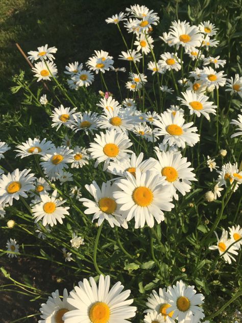 #beautifulflower #chamomile #summercolors #flower Chamomile Flowers Aesthetic, Chamomile Aesthetic, Fav Flower, Chamomile Plant, Chamomile Flower, Tattoo Flowers, Chamomile Tea, Chamomile Flowers, Design Book