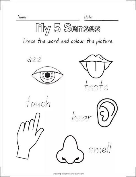 Preschool Insects Activities, 5 Senses Craft, 5 Senses Preschool, 5 Senses Worksheet, Five Senses Worksheet, Five Senses Preschool, 5 Senses Activities, Preschool First Day, Senses Preschool