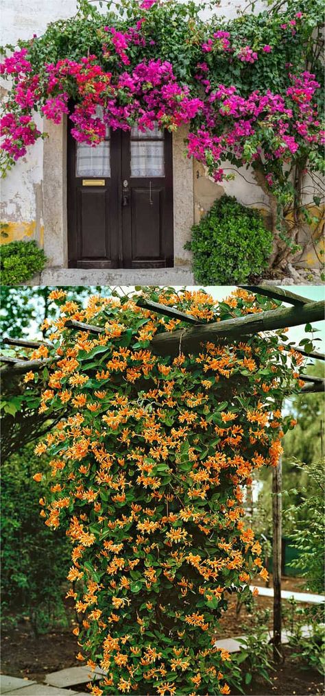 20+ Favorite Flowering Vines and Climbing Plants - A Piece Of Rainbow Vine Fence, Fast Growing Flowers, Climbing Flowers, Growing Vines, Garden Vines, Pergola Design, Garden Shrubs, Climbing Vines, Flowering Vines