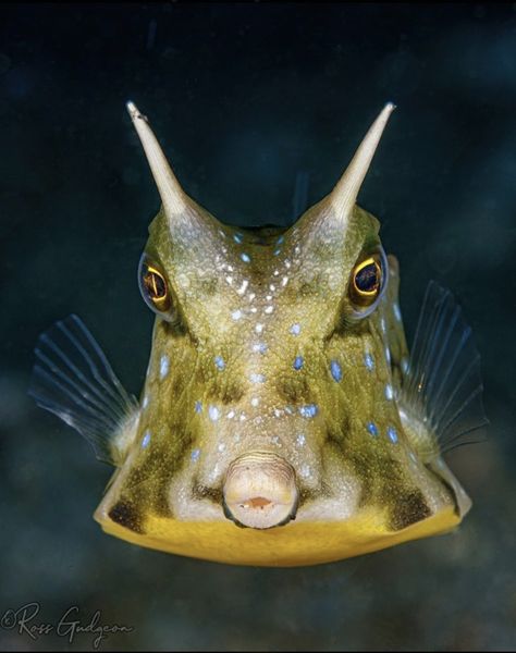 Longhorn cowfish. Photo: Ross Gudgeon. Cow, Nature, Fish, Longhorn Cowfish, Cow Fish, Box Fish, Nature Portraits, Vision Board, Quick Saves