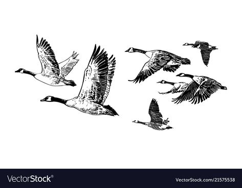 Flock flying wild geese hand drawn sketch Vector Image Hunting Drawings, Goose Drawing, Goose Tattoo, Vogel Silhouette, Fly Drawing, Hunting Tattoos, Wild Geese, Flying Tattoo, Trash Polka