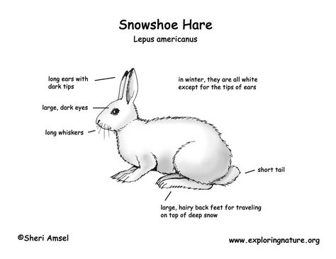 Snow Shoe Hare, Hare Tattoo, Hare Images, Snowshoe Rabbit, Diy Projects That Sell Well, Snowshoe Hare, Snow Shoe, Arctic Hare, Artic Animals