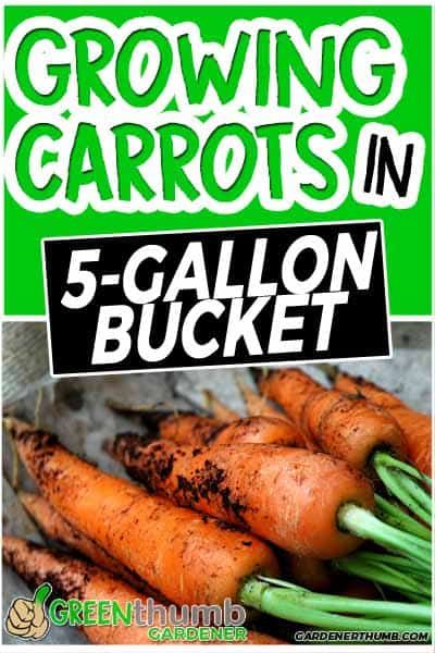 Growing carrots in containers and 5 gallon buckets are a great idea to get into container gardening.  Carrot growing is one of the cornerstones of vegetable gardening, so definitely include carrots in the mix.  Follow these tips & techniques to grow.  #containergarden #growingcarrots #5gallonbucketideas Container Carrots How To Grow, Planting Carrots In Fall, How To Grow Carrots In A Pot, How To Plant Carrots In Containers, Growing Carrots In Buckets, Grow Carrots In Container, Garden Carrots Recipe, What To Grow In 5 Gallon Buckets, Growing Carrots In Grow Bags