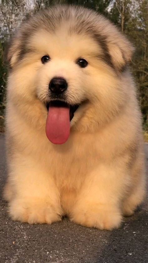 Cute Fluffy Puppies, Meme Dog, Alaskan Malamute Puppies, Chubby Baby, Cute Fluffy Dogs, Doge Meme, Malamute Puppies, Very Cute Puppies, Cute Dogs Images