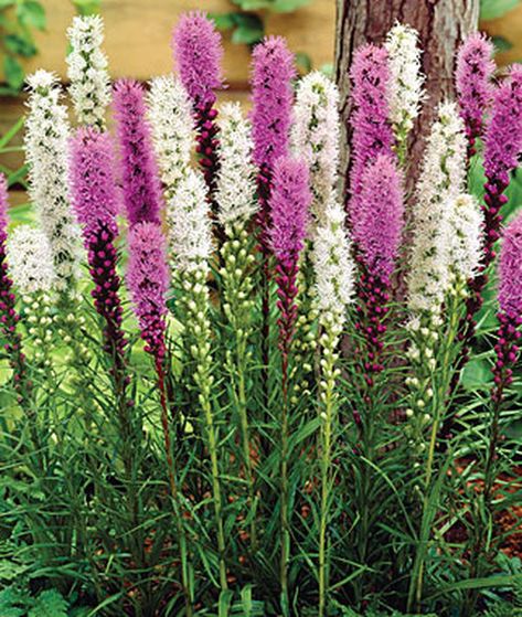 If you are looking for plumes of purple flowers for your landscape, then consider planting the native prairie wildflower Liatris spicata, commonly called blazing star. This heat loving native perennial attracts butterflies, bees, and other pollinators and flourishes when other plants are wilting under the summer sun. Find out how to grow and care for blazing star flowers now on Gardener’s Path. #blazingstar #liatris #gardenerspath Blazing Star Flower, Blazing Star, Spring Hill Nursery, Butterfly Plants, Garden State, Shade Perennials, Flower Landscape, Hardy Perennials, Bulb Flowers