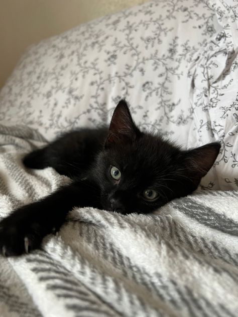 Cute, little black kitten laying in bed, looking at the camera with his paw stretched out. Black Kitten Aesthetic, Tiny Black Cat, Baby Black Cat, Kittens Black, Cats Cuddling, Black Cat Kitten, Fluffy Black Cat, Kitten Black, Cute Black Kitten