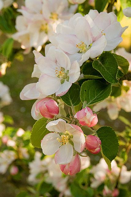 Apple blossom. by Live Bohemian, via Flickr Apple Blossom, Blossom