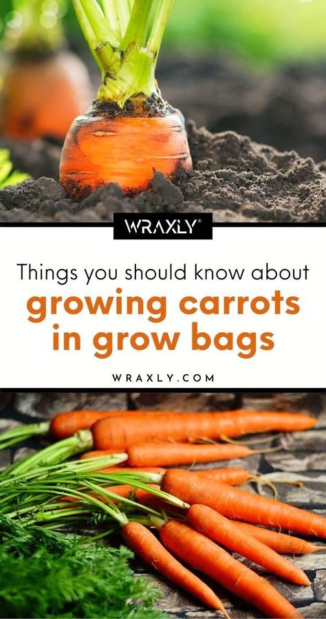 Diy Grow Bags, Planting Carrots, Vegetable Container Garden, Carrot Varieties, Grow Carrots, How To Plant Carrots, Food Forest Garden, Growing Carrots, Planting Potatoes