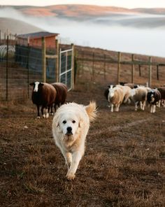 Great Pyrenees Livestock, Farm Dogs Aesthetic, Ranch Dogs Breeds, Great Pyrenees Puppy Aesthetic, Farm Dog Aesthetic, Great Pyrenees Aesthetic, Country Dogs, Pyrenean Mountain Dog, Pyrenees Dog
