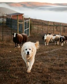 Homestead Aesthetic Animals, Great Pyrenees Livestock, Farm Guard Dog, Farm Dogs Aesthetic, Ranch Dogs Breeds, Great Pyrenees Puppy Aesthetic, Farm Dog Aesthetic, Great Pyrenees Aesthetic, Country Dogs