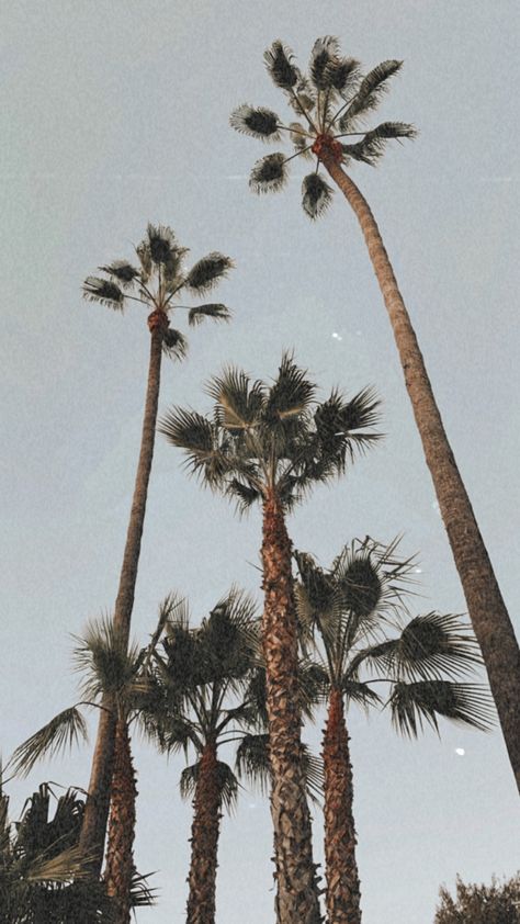 #beachvibes #boho #wallpaper #beachy #palmtrees #aethtetic #nature #california #sandiego Beachy Picture Wall, Beach Themed Wallpaper, Beachy Pictures, Beachy Wallpapers, Beachy Wallpaper, Summer Beach Wallpaper, Surf Wallpaper, Boho Surf, Decoring Ideas