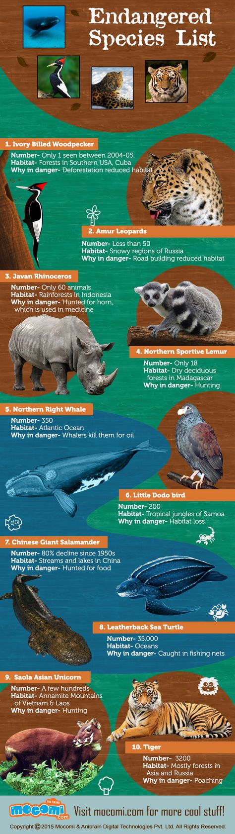 Read all about the World's Top 10 #EndangeredSpecies - Ivory Billed Woodpecker, Amur Leopards, Javan Rhinoceros, Northern Sportive Lemur, Northern Right Whale, Little Dodo bird, Saola Asian Unicorn, Leatherback Sea Turtle, Chinese Giant Salamander and Tiger. Nature, Endangered Animals Poster, Endangered Species Poster, Endangered Species Activities, Ivory Billed Woodpecker, Endangered Species Photography, Endangered Species Project, Endangered Animals Project, Species Poster