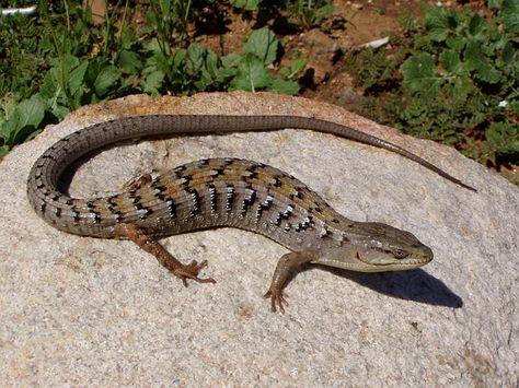 Elgaria multicarinata - Southern Alligator Lizard Lizard Wallpaper, Lizard Tattoos, Alligator Lizard, Lizard Habitat, Lizard Tattoo, Small Lizards, Tortoise Turtle, Cute Reptiles, Animal Print Wallpaper