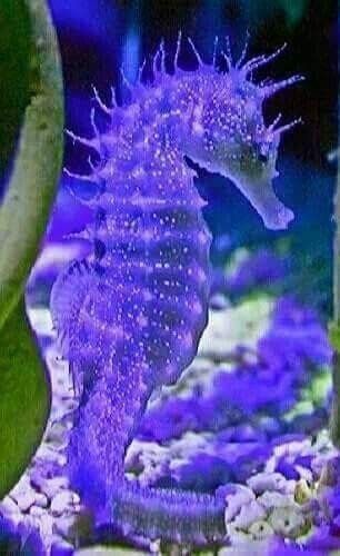 Deep Sea Creatures, Sea Magic, Blue Seahorse, Life Pics, Under Sea, Sea Horses, Beautiful Sea Creatures, Water Animals, Water Life