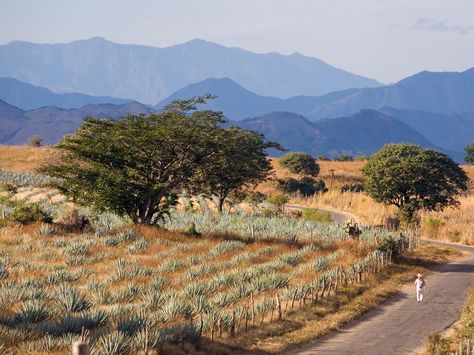 Tippling Down the Tequila Trail in Jalisco, Mexico Mexico, Landscape Architecture, Tequila, Nature, Puerto Vallarta, Mexico Countryside, Pretty Landscapes, Conde Nast Traveler, Trip Planning