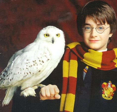 Edwige Harry Potter, Snowy Owl Tattoo, Animal Sidekicks, Harry Pitter, Tattoo Harry Potter, Harry Potter Owl, Harry Potter Hedwig, Harry Potter Cake, Harry Potter Gif