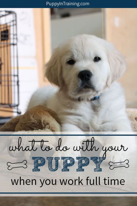 What do you do with your puppy when you work full time? We asked this question before we got Linus. It’s difficult to work full time with a puppy. However, we have a few solutions for those who have to go to work all day, but still have a puppy. #puppyandworking #puppyandwork #puppyandworkingfulltime #workingandpuppytraining #workfulltimewithapuppy New Puppy Schedule While Working, Puppy Socialization Schedule, Keep Puppy Busy While At Work, Puppy Tips Life Hacks, Puppy Proofing House Ideas, Puppy Hacks, Puppy Schedule, Puppy Training Schedule, Puppy Tips