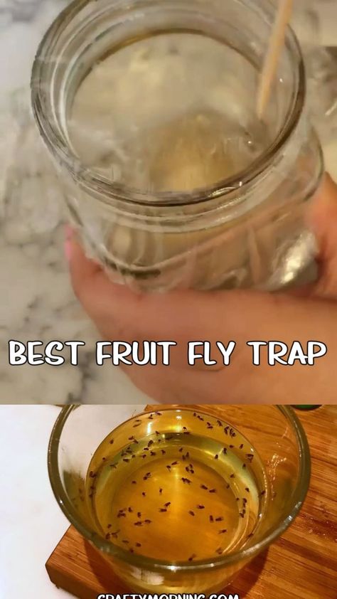 Best DIY Fruit Fly Trap - how to kill fruit flies fast and easy in the kitchen! Ingredients step by step how to catch fruit flies flying around. They are so annoying! Homemade trap directions. #diy #fruitfly #flytrap #diybugremedies #homemade #craftymorning Fruit Fly Traps Homemade Diy, How To Trap Fruit Flies, Diy Fruit Fly Trap Indoor, Kill Fruit Flies Fast, Fly Traps Homemade Diy, Ant Trap Diy, Fly Trap Homemade, How To Catch Flies, Fruit Fly Repellent