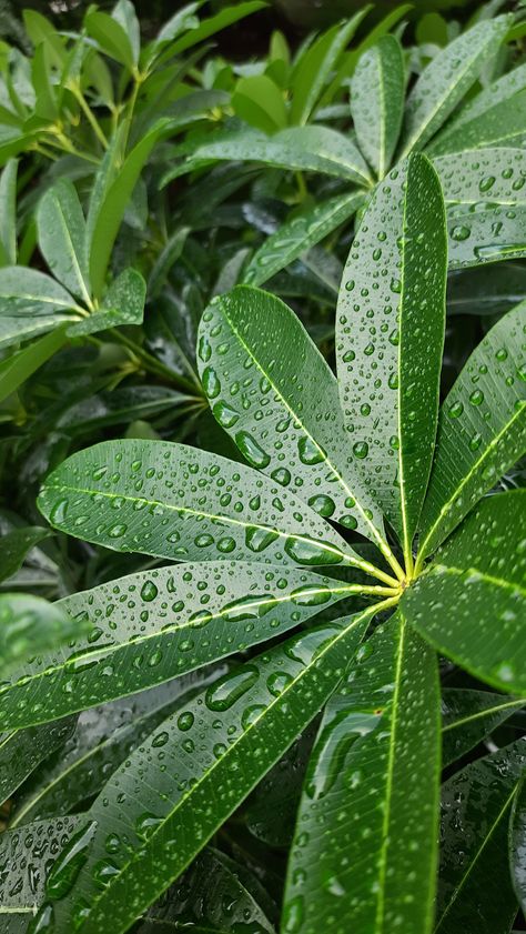 Green Leaf Wallpaper Iphone, Ritika Core, Wallpaper Plantas, Rain Photography Nature, Pretty Flowers Photography, Leaves Wallpaper Iphone, Creative Snaps For Snapchat, Nature Photography Quotes, Landscape Architecture Graphics