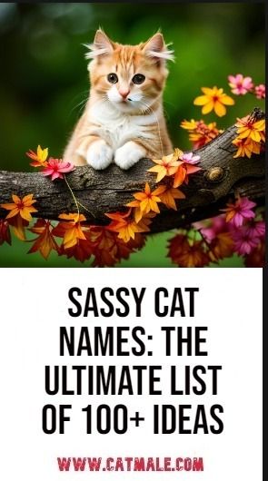 Sassy Cat Names: The Ultimate List of 100+ Ideas Pretty Cat Names, Weird Cat Names, Cute Cat Names Female, Cats Names Ideas, Female Cat Names Unique, Cat Names Aesthetic, Cat Names List, Cat Names Ideas, List Of Cat Names