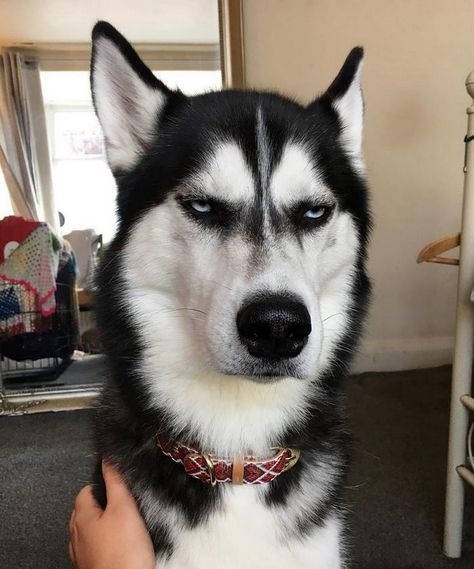 Even if he doesn't look thrilled by your presence, Anuko loves to play and cuddle just like any other dog. Husky With Blue Eyes, Husky Funny, Psy I Szczenięta, Cute Husky, Dog Quotes Funny, Husky Puppy, Husky Dogs, Funny Animal Memes, Dog Memes