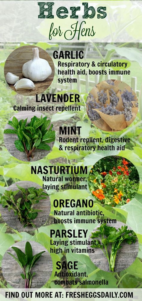 Health benefit of herbs for hens Herbs For Chickens, Chicken Raising, Chicken Coop Garden, Backyard Chicken Coop Plans, Chicken Keeping, Backyard Chicken Farming, Homestead Chickens, Chicken Health, Chicken Life